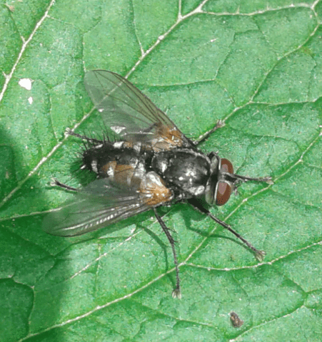 Tachinidae : Thelaira sp.? S, Thelaira cfr. solivaga, maschio